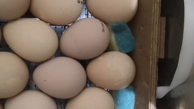 Зимняя инкубация бройлерной цесарки, закладка