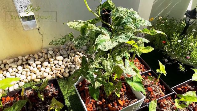 Syngonium Mojito | Syurga Daun | Malaysia