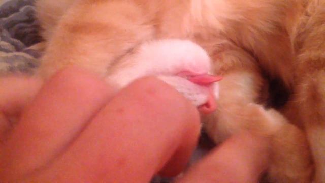 И сквозь сон тебе бе-бе-бе #Персик смотреть онлайн