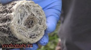 Гайлардия - выращивание и уход