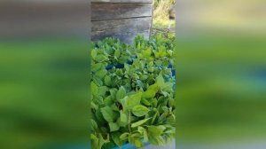 Как вырастить Лимонник китайский («Schisandra chinensis») из семян