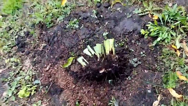 Размножаю Синие ИРИСЫ Делением Куста!!! Пересадка. Осенний Уход. 25 сентября 2021г. смотреть онлайн