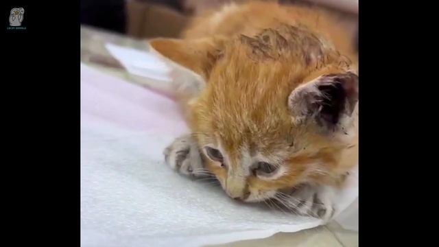 Выпав из машины под дождем, кот умирал на обочине на глазах у всеобщего безразличия смотреть онлайн