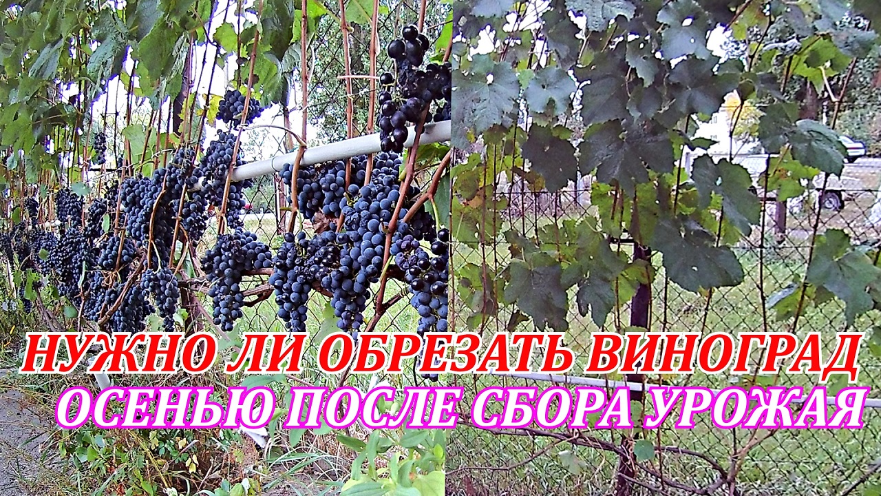 Работа на винограднике осенью после сбора урожая.Нужно ли обрезать виноград осенью смотреть онлайн