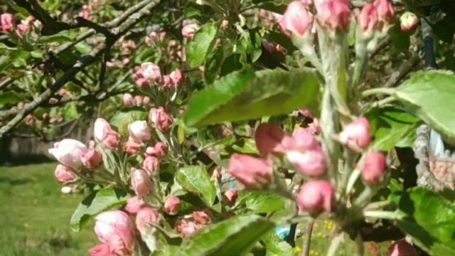 ОРНИТОТЕРАПИЯ(КОГДА ПТИЦЫ МОГУТ ЗАМЕНИТЬ ВРАЧА )