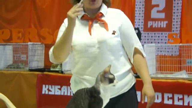 Выставка кошек ICU, Краснодар / CAT-SHOW ICU, Krasnodar 2015 смотреть онлайн