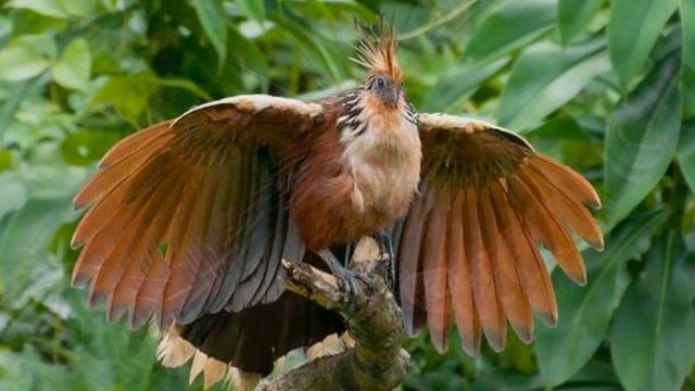 National birds of different countries Национальные птицы разных стран Фото и описание смотреть онлайн