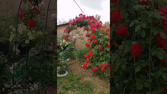 плетистая роза семейства Кордес " Фламентанц" смотреть онлайн