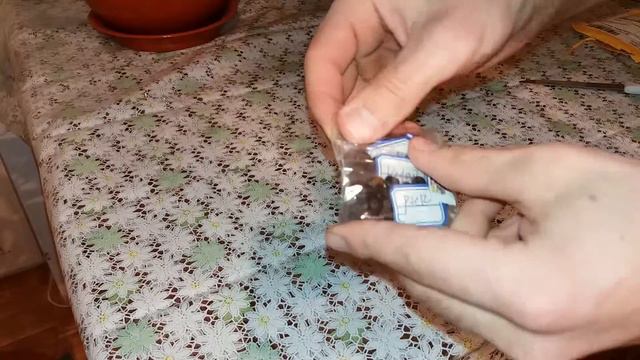 Seminte de Magnolia. Colet din China / Magnolia seeds. China parcel смотреть онлайн