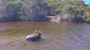 Как рычит коала? Можно ли держать коалу дома? Редкие кадры и интересные факты о коалах!