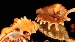 Самая большая коллекция ракушек — 20 000 штук.