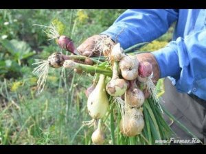 Селекционная работа по получению новых сортов лука шалот