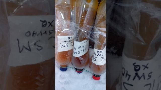 Selenia Star 5w40 и Zic Xq 5w40 тест сравнение -32 градуса