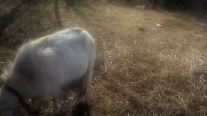 Признаки беременности козы, на ранних сроках.