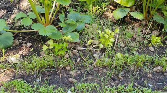Прореживаем всходы моркови ... смотреть онлайн