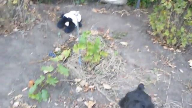 Дыхание ветра с игрушкой.avi смотреть онлайн