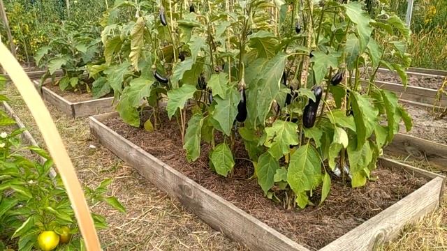 Первый урожай баклажанов в 2021 году. смотреть онлайн