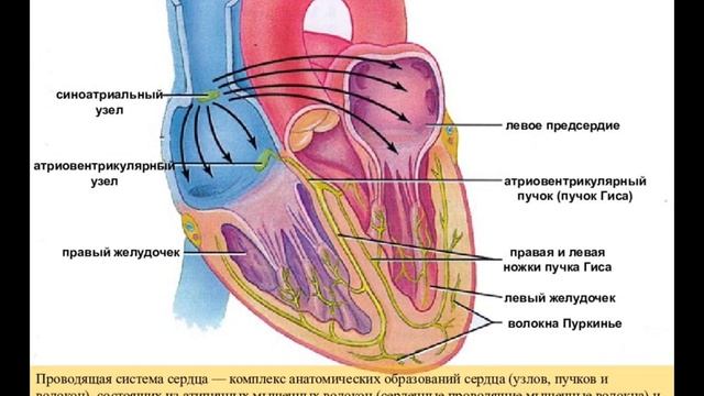 СЕРДЦЕ: 4 самых вредных и 9 самых полезных продукта (ЭТО НУЖНО ЗНАТЬ) смотреть онлайн