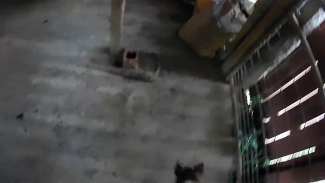 Cutting Piglets A.k.A Pig Castration   { GRAPHIC IMAGES }