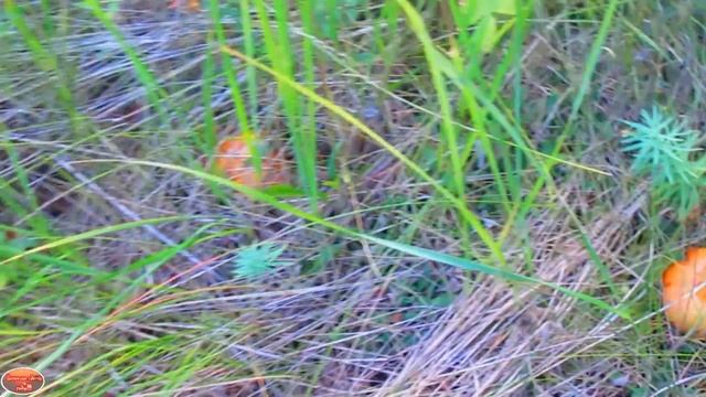 В лес за маслятами смотреть онлайн