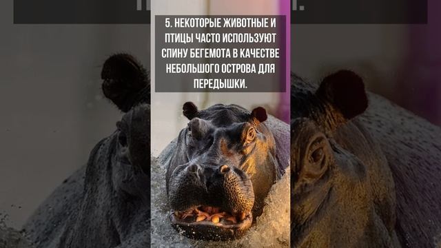 10 интересных фактов о бегемотах за 1 минуту #shorts смотреть онлайн