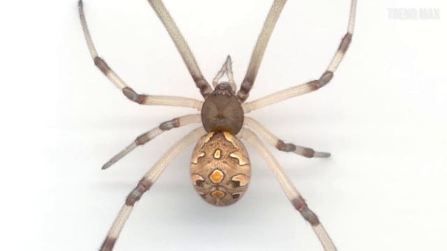 THE MOST DANGEROUS SPIDERS In The World смотреть онлайн