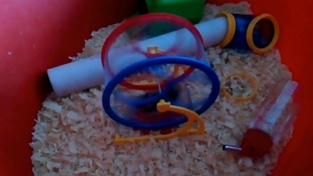 Спортивный хомяк смотреть онлайн