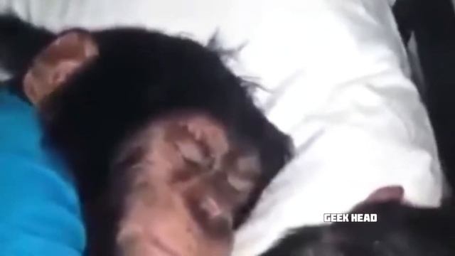 Ержан вставай на работу.Прикол с обезьяной смотреть онлайн