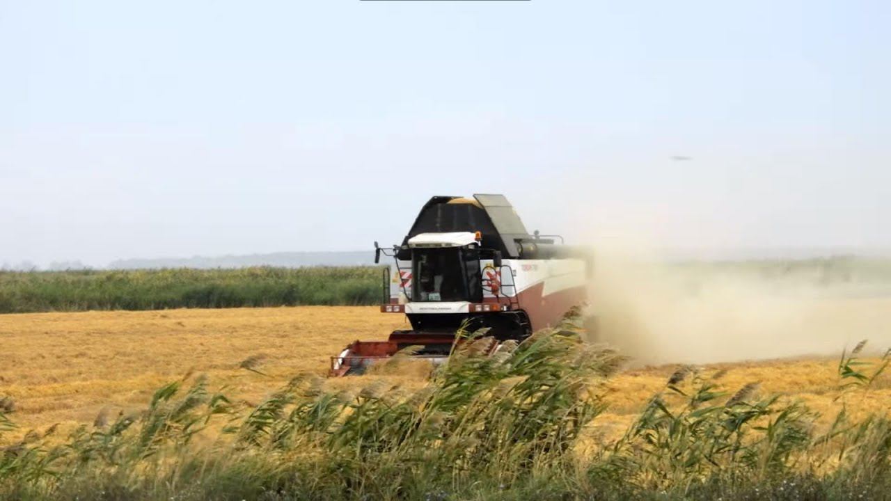 Комбайны TORUM 750 30 сентября 2020 года завершают обмолот кубанского риса перед осенними дождями смотреть онлайн