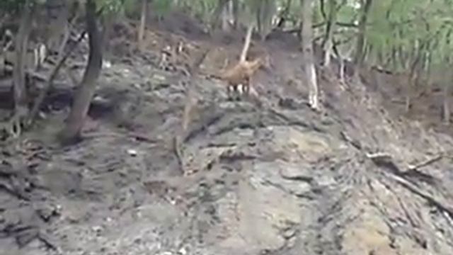 Горные козлы в Пражском зоопарке смотреть онлайн