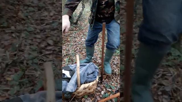 Geotropa смотреть онлайн