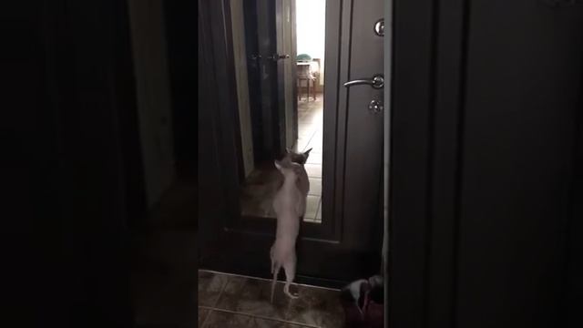 Танец под песню: между нами тает лёд. В исполнение котов! смотреть онлайн