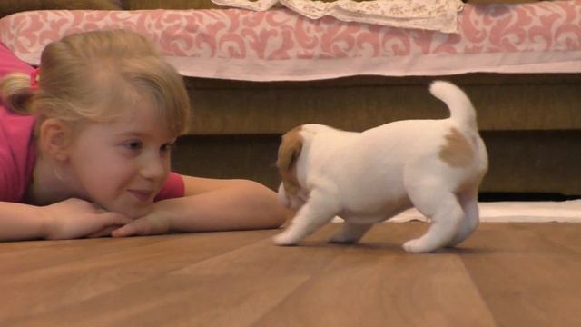 Funny Jack Russell Terrier Puppies 4 Weeks. Cute Puppies / Funny Puppies.