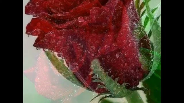 Гр Цветы смотреть онлайн