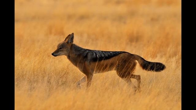 Животные которые живут в Африке смотреть онлайн