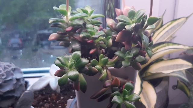 Джунгли в квартире. Растение, возвращающее потерянную любовь?❤ смотреть онлайн