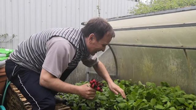 Сорта редиса для выращивания в парнике и теплице смотреть онлайн