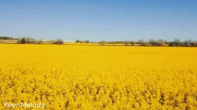 послушайте эту музыку вам станет легче! лечит душу и полезно для сердца🌿Сергей Грищук #14 смотреть онлайн