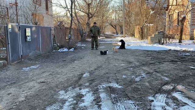Дрессировка лабрадор 12 месяцев Рада! Дрессировка с котами! смотреть онлайн