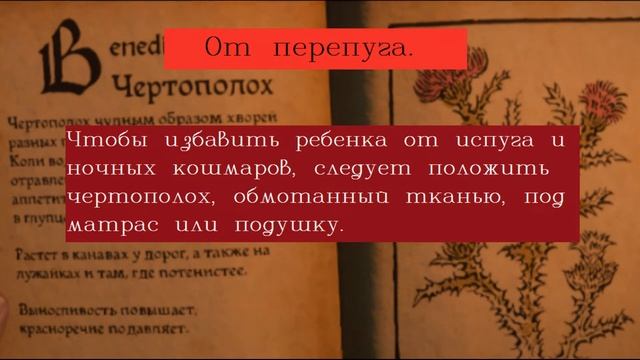 Чертополох Магические свойства/Виды оберегов смотреть онлайн