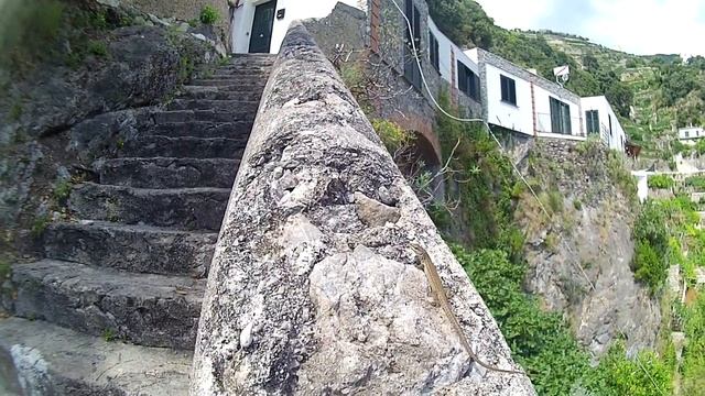 Италия, Майори, ящерица смотреть онлайн