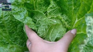 Пекинская капуста в теплице и открытом грунте