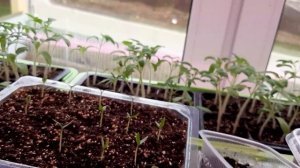 Рассада, пора пикировать. Декабристы цветут.