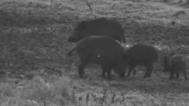 Охота на кабана с АК-366 ланкастер и Pulsar Digisight Ultra N455 смотреть онлайн