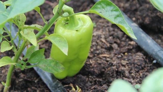 Урожай Перца в Бюджетной Теплице. Выращивание Перца. смотреть онлайн