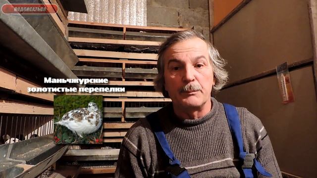 Начинающему перепеловоду - Породы перепелов, виды перепелов смотреть онлайн