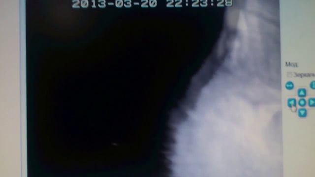 Кошка и камера наблюдения смотреть онлайн