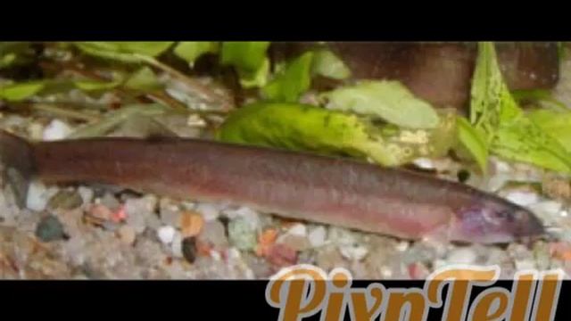 Species Profile: Java loach/Black khuli loach смотреть онлайн
