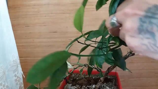 Снятия лигатуры с бонсай ЛЕТЯЩИЙ ДРАКОН смотреть онлайн