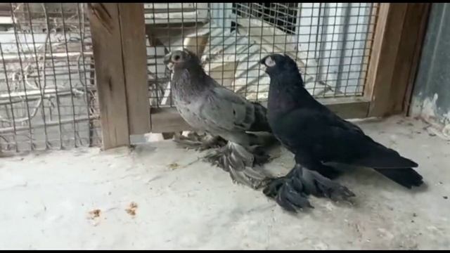 Сезон открыт. Двухчубые голуби. Tauben. Pigeons. Palomas. Pombos. 비둘기.